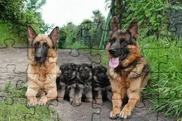 - familia de cÃ£es
