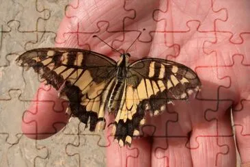 butterfly