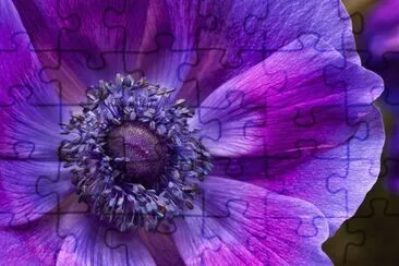 Gorgeous Purple Flower