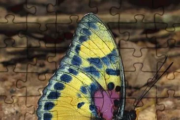 Butterfly jigsaw puzzle