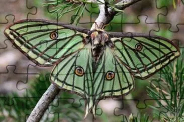 Butterfly jigsaw puzzle