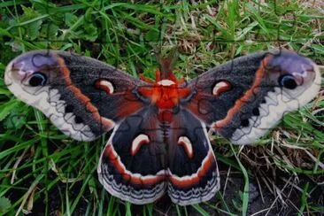 Butterfly jigsaw puzzle