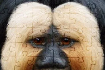 White face Saki Primate jigsaw puzzle