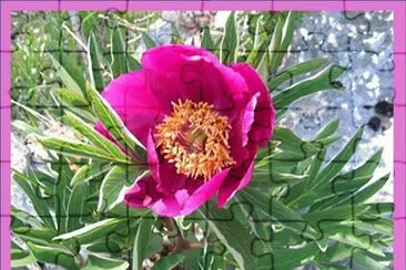 PeonÃ­a (Paeonia officinalis)