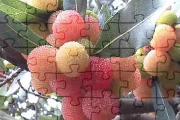 æ¨¹æ¢…