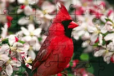 Red Cardinal jigsaw puzzle