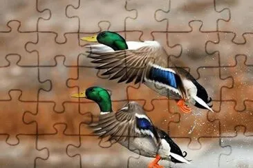 פאזל של PATOS SILVESTRES