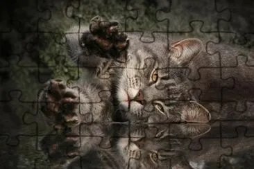 - gato,(5) jigsaw puzzle