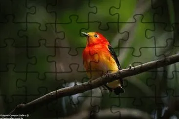 - linda,(28) jigsaw puzzle