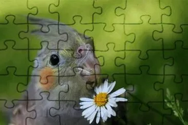 - calopsita jigsaw puzzle