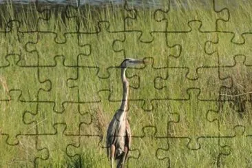 Blue Heron jigsaw puzzle