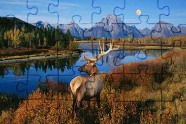 HERMOSO EJEMPLAR jigsaw puzzle