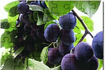 Plums jigsaw puzzle