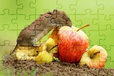 Dining Rat jigsaw puzzle