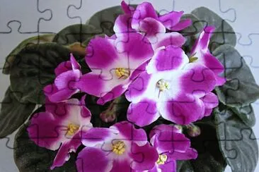 saintpaulia jigsaw puzzle