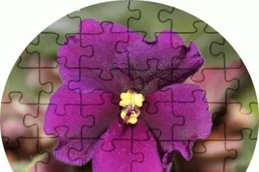 saintpaulia jigsaw puzzle