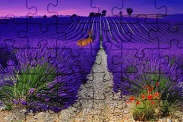 Lavender fields Provence jigsaw puzzle