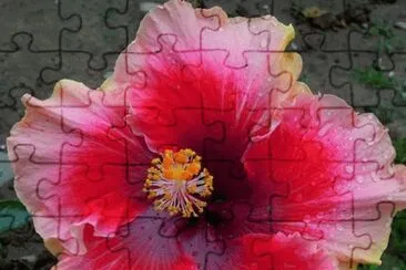 Valentine Hibiscus jigsaw puzzle