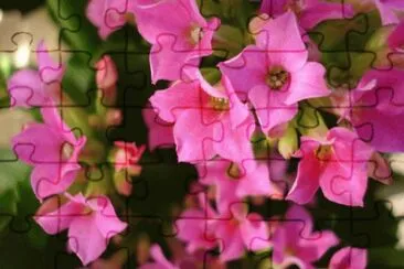 primavera jigsaw puzzle