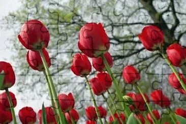 tulipas por talo jigsaw puzzle