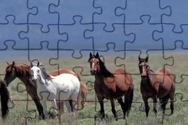  jigsaw puzzle