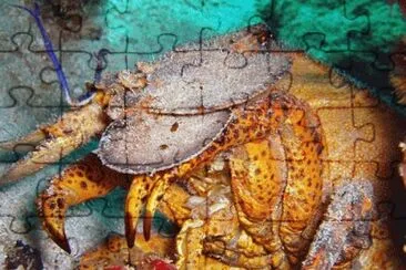 MARSU jigsaw puzzle