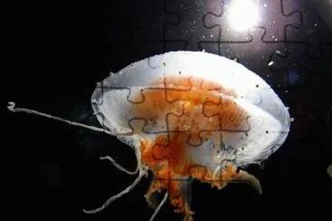 MARSU jigsaw puzzle