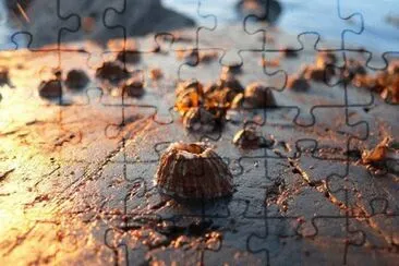 MARSU jigsaw puzzle