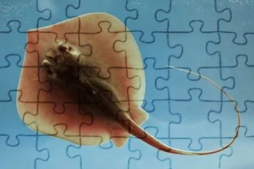 MARSU jigsaw puzzle