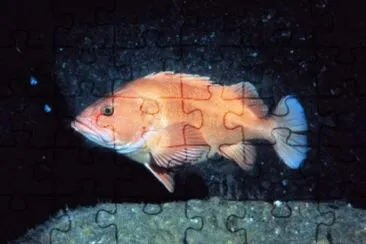 MARSU jigsaw puzzle