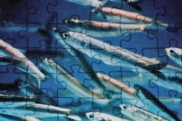 MARSU jigsaw puzzle