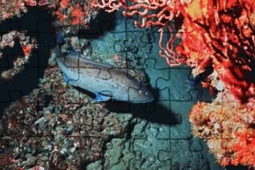 MARSU jigsaw puzzle