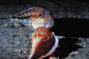 MARSU jigsaw puzzle
