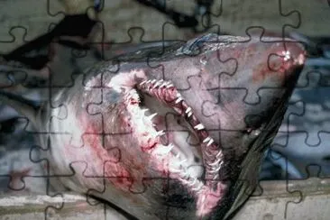 MARSU jigsaw puzzle