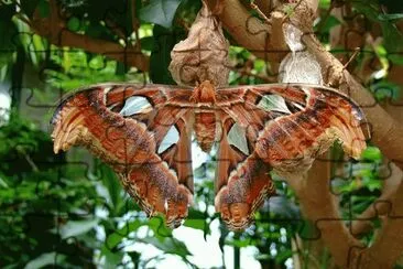 Butterfly Garden  Victoria Island  BC jigsaw puzzle