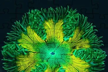Sea Anemone