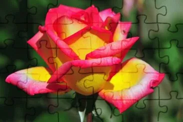 Large Roses jigsaw puzzle