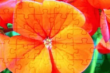 Orange Rose jigsaw puzzle