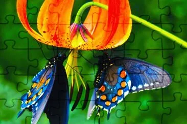 Beautiful Butterfly jigsaw puzzle