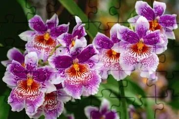 Beautiful Orchids jigsaw puzzle