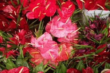 Anthurium Flowers jigsaw puzzle