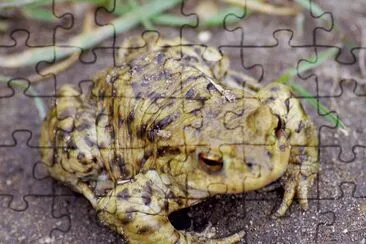 Toad