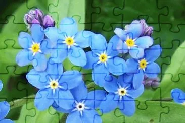myosotis jigsaw puzzle
