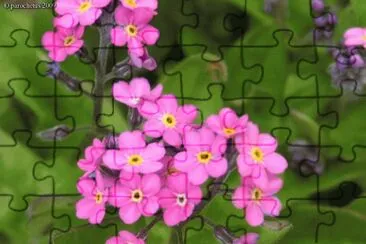 myosotis jigsaw puzzle