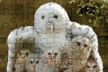 - coruja jigsaw puzzle