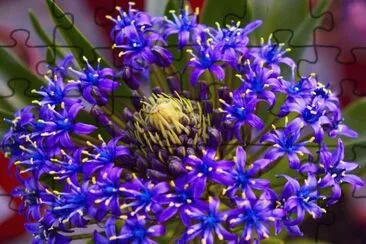 Scilla peruviana jigsaw puzzle