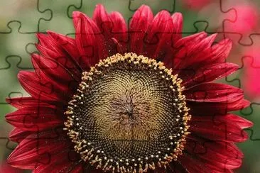 Red Sunflower jigsaw puzzle