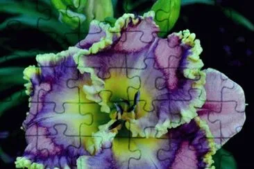 Special Mardi Gras Flower  New Orleans  USA