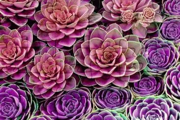 Succulents
