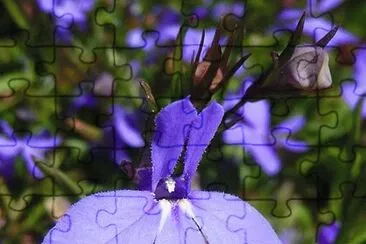 lobelia